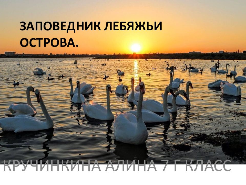 ЗАПОВЕДНИК ЛЕБЯЖЬИ ОСТРОВА.