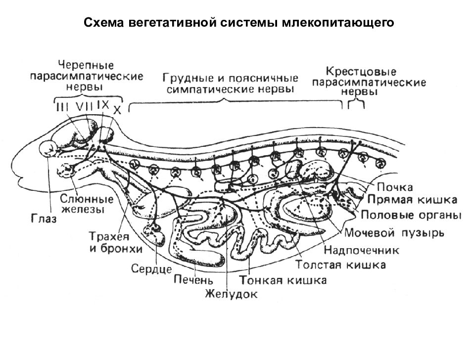 Пищеварительная железа млекопитающих. Вегетативная нервная система животных анатомия. Схема вегетативной нервной системы животных. Вегетативная нервная система коровы. Вегетативная нервная система собаки схема.