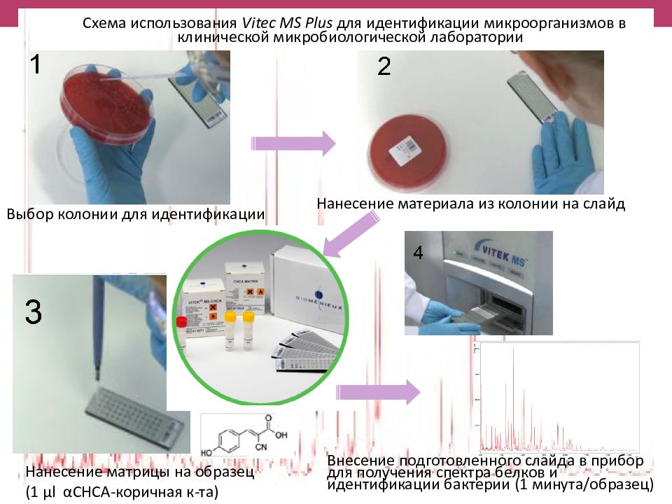 Белковый спектр микроорганизмов. Бактрат прибор для идентификация бактерии.