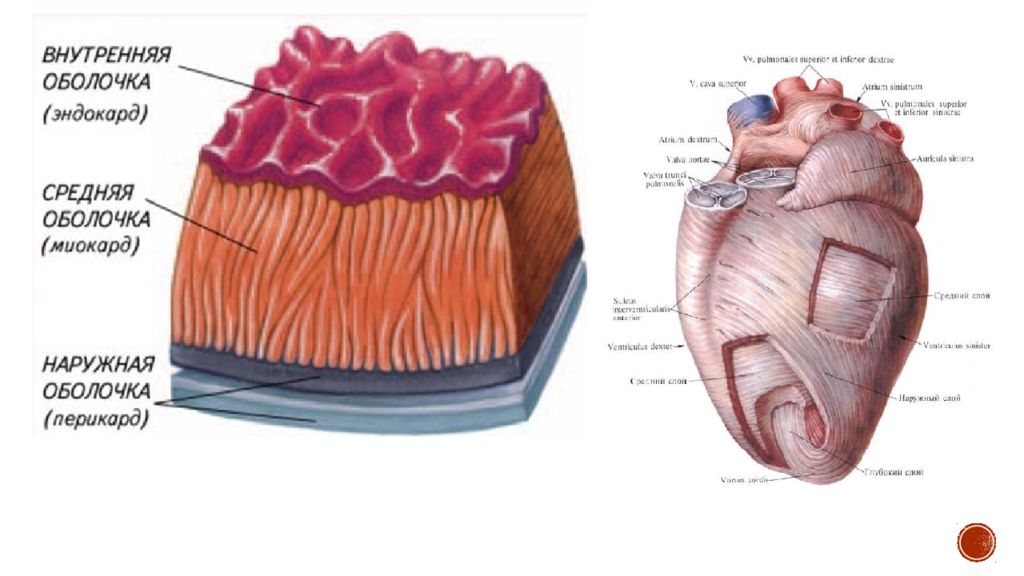 Средний слой стенки сердца называется. Сердце анатомия эндокард миокард эпикард. Миокард и перикард. Строение стенки сердца и околосердечной сумки. Строение перикарда.