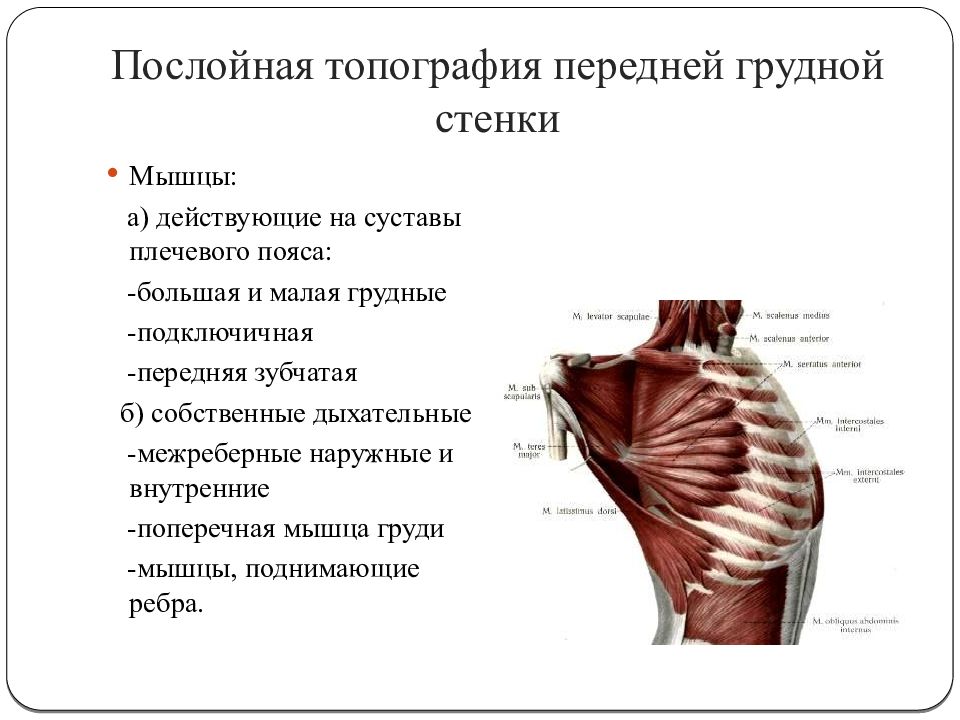 Топография мышц. Топографическая анатомия грудной стенки. Мышцы передней грудной стенки анатомия. Слои грудной стенки топографическая анатомия. Послойная топография грудной клетки.