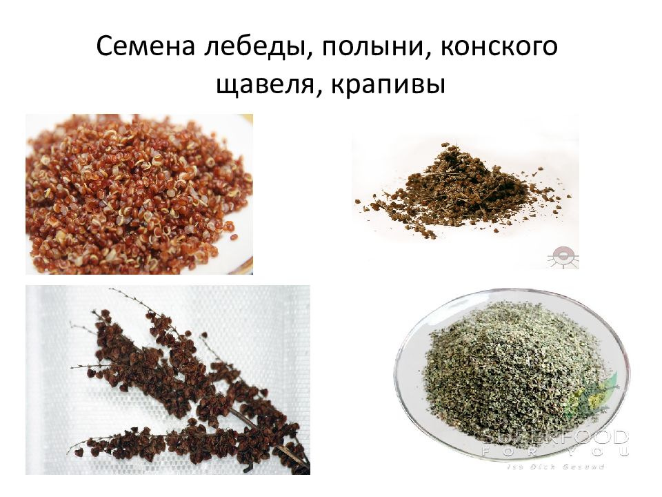 Семена Полыни Купить Для Посадки