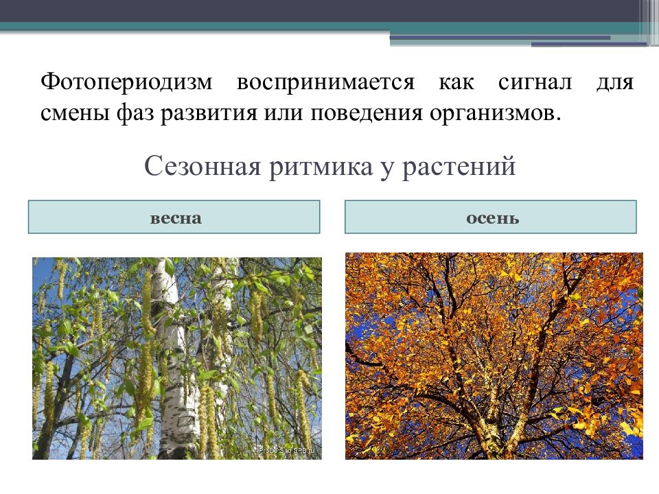 Фотопериодизм это. Фотопериодизм. Фотопериодизм у растений. Фотопериодизм примеры. Фотопериодизм презентация.