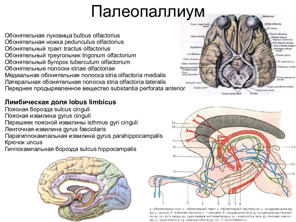 Обонятельный мозг схема. Периферический отдел обонятельного мозга. Обонятельный треугольник. Обонятельный тракт. Обонятельный проводниковый отдел