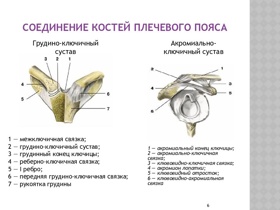 Соединения конечностей