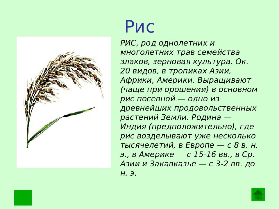 Рис относится к группе. Рис семейство злаковые. Рис растение описание. Рис-основная зерновая культура. Рис описание.