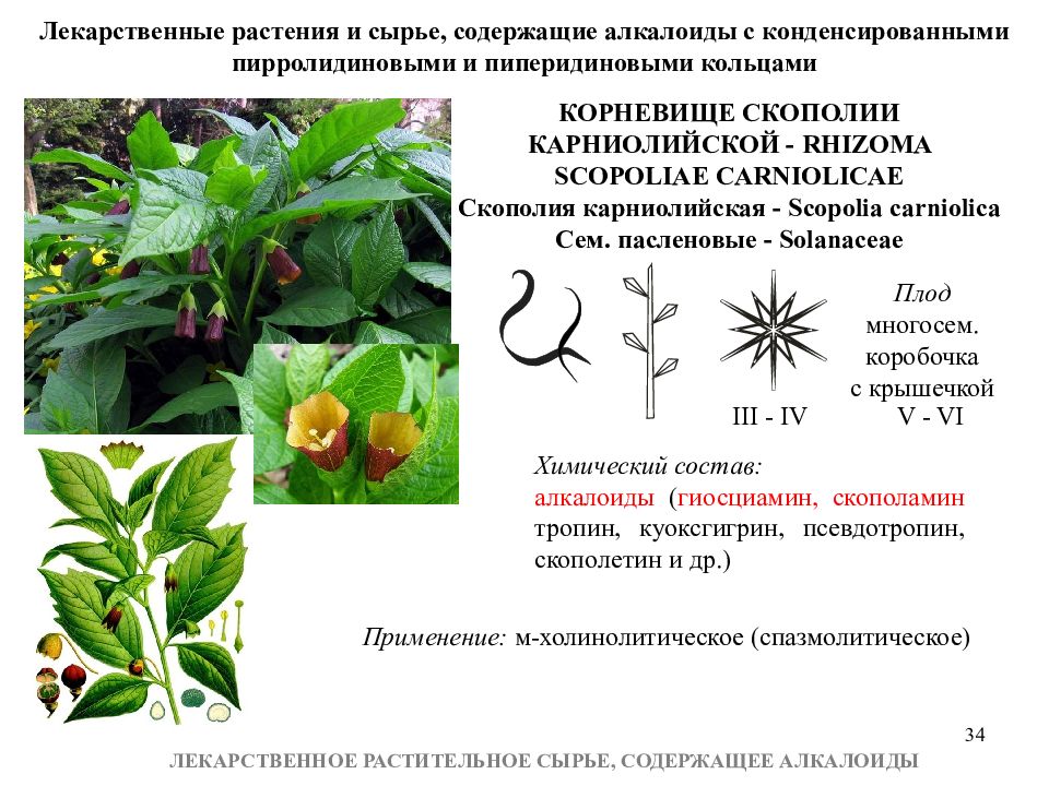 Растение содержащее. Лекарственное сырье содержащее алкалоиды. Тропические лекарственные растения содержащие алкалоиды. Алкалоиды в ЛРС. Лекарственныемрасоения алкалоиды.