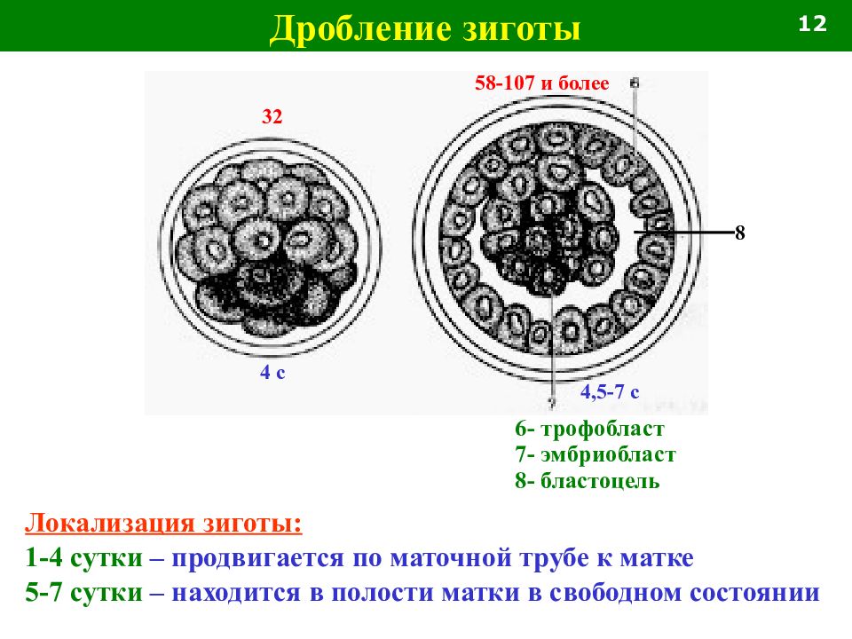 Дробление зиготы человека. Дробление зиготы. Дробление морула. Дробление зиготы млекопитающих.