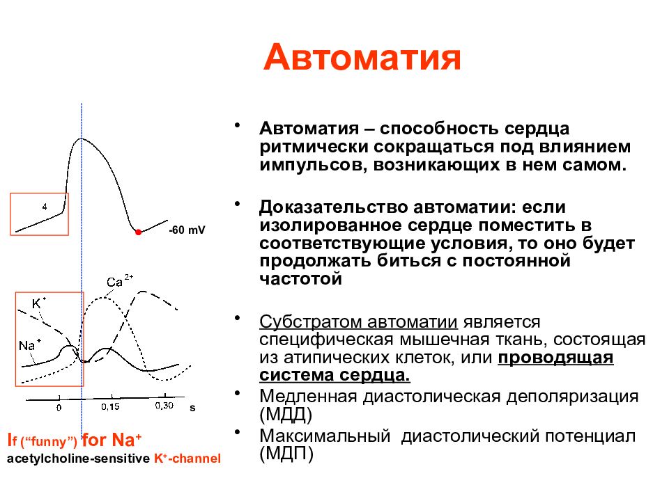 Автоматия это. Механизм АВТОМАТИЗМА сердца физиология. Автоматия Проводящая система сердца физиология. Автоматизм сердечной мышцы физиология. Автоматия миокарда физиология.