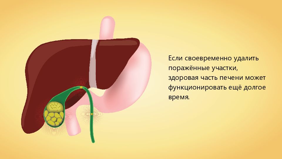 Печень пищеварительный сок. Печень рисунок.