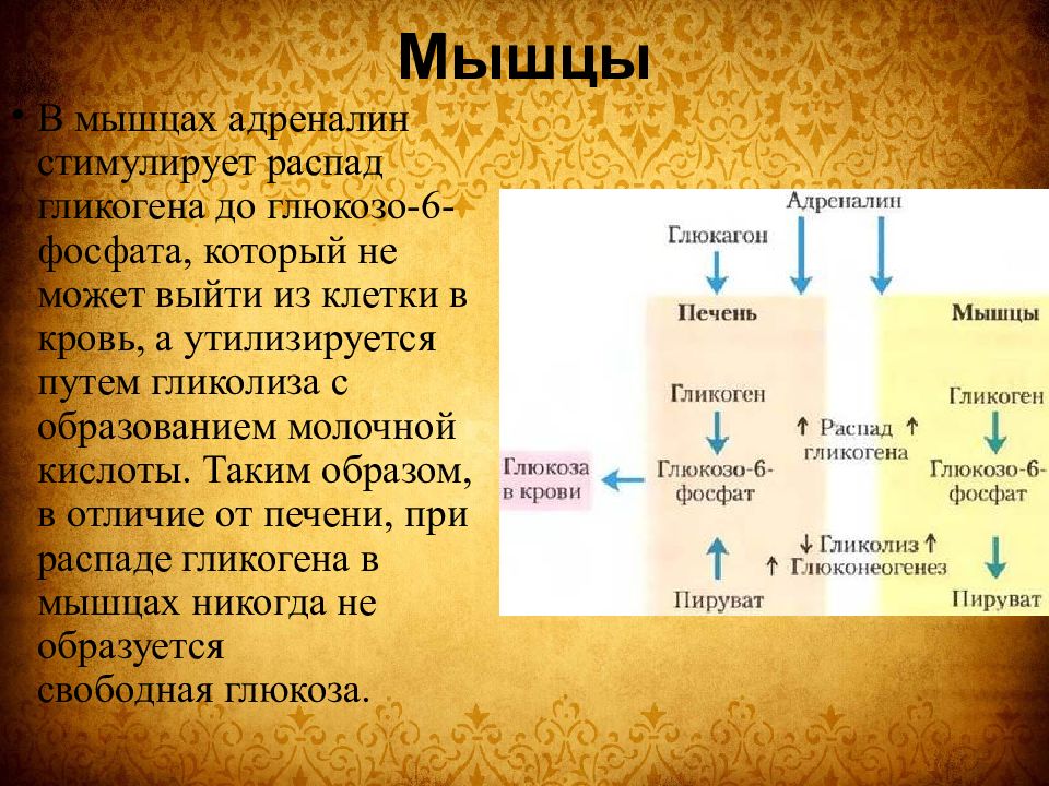 Глюкоза в мышцах. Адреналин стимулирует распад гликогена. Адреналин стимулирует. Адреналин презентация. Адреналин и Глюкоза.