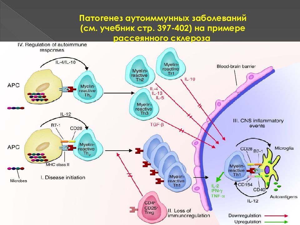 Схема патогенеза аутоиммунных заболеваний