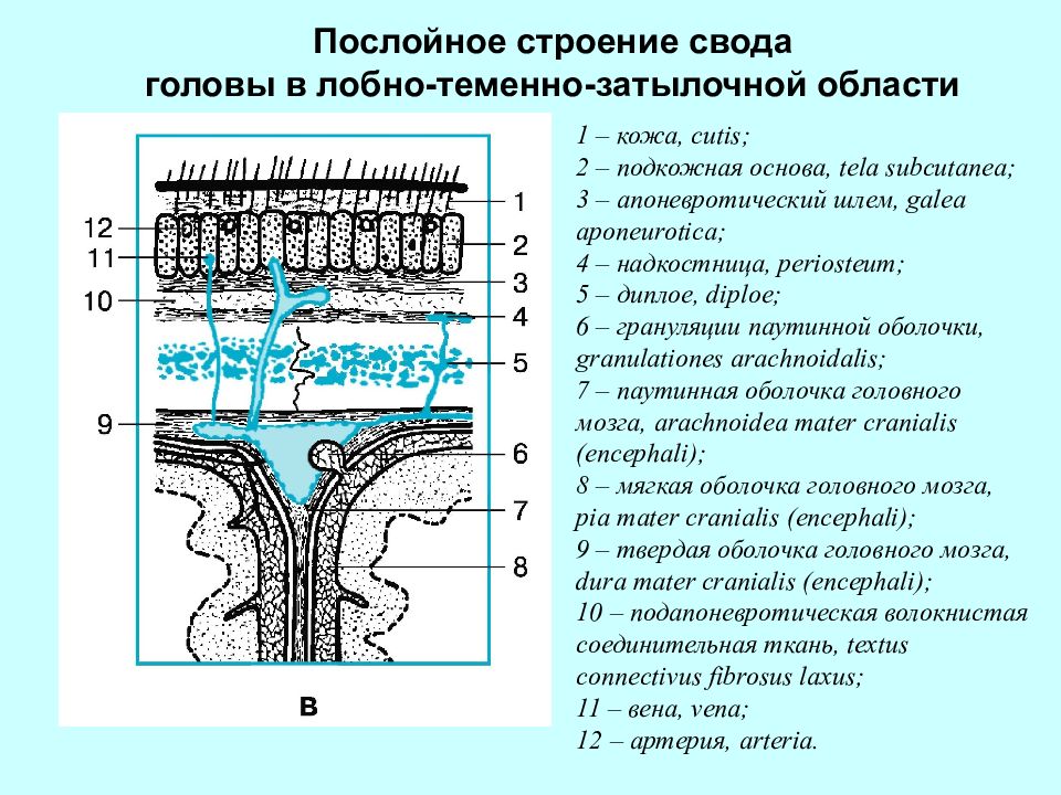 Презентация топографическая анатомия мозгового отдела головы