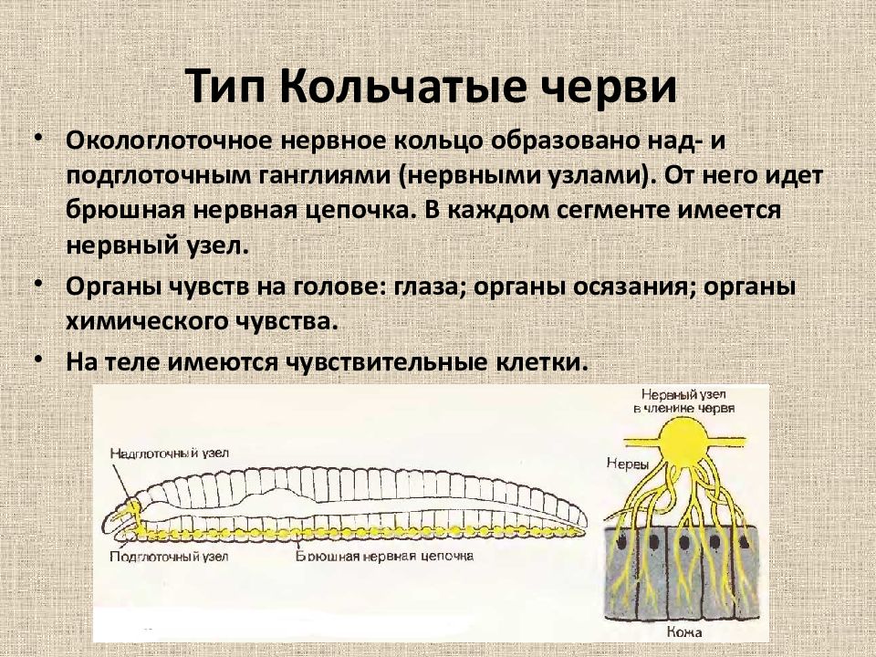 Нервное кольцо. Подглоточный и надглоточный нервный узел у червей. Функция окологлоточного нервного кольца у червей. Окологлоточный ганглий. Окологлоточное нервное кольцо и брюшная нервная цепочка имеются у.