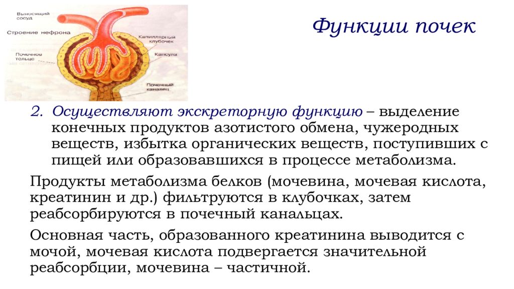 Выделение конечных продуктов