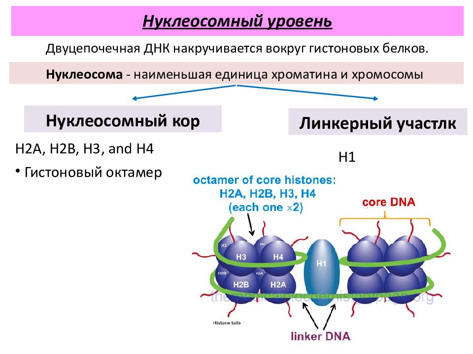 Двуцепочечная днк. Нуклеосомная организация ДНК. Строение нуклеосомы. Строение и функции нуклеосом. Нуклеогистонная нить образована (2).