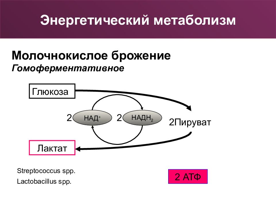 Функции энергетического обмена веществ