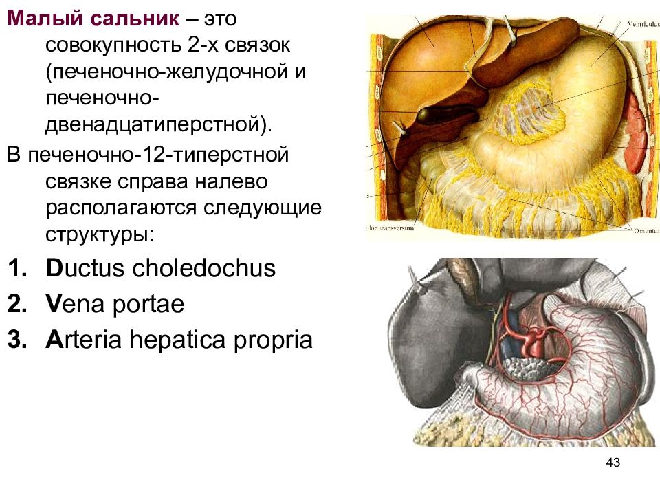 Малый сальник картинка