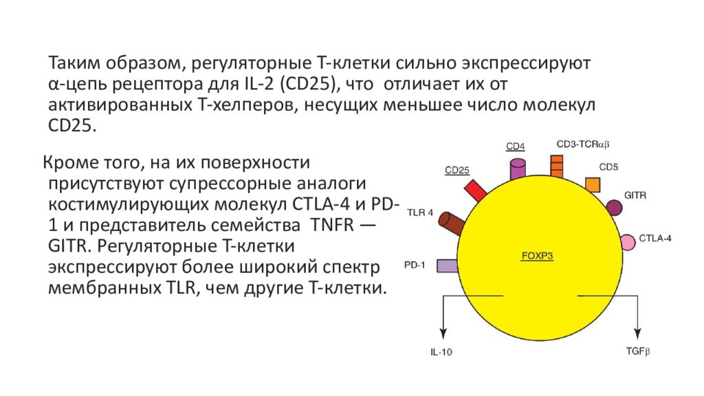 Cd 34 маркер клетки. мембранные маркеры. механизм взаимодействия с клеточной мишенью. уничтожение клетки мишени. строение tcr и bcr.