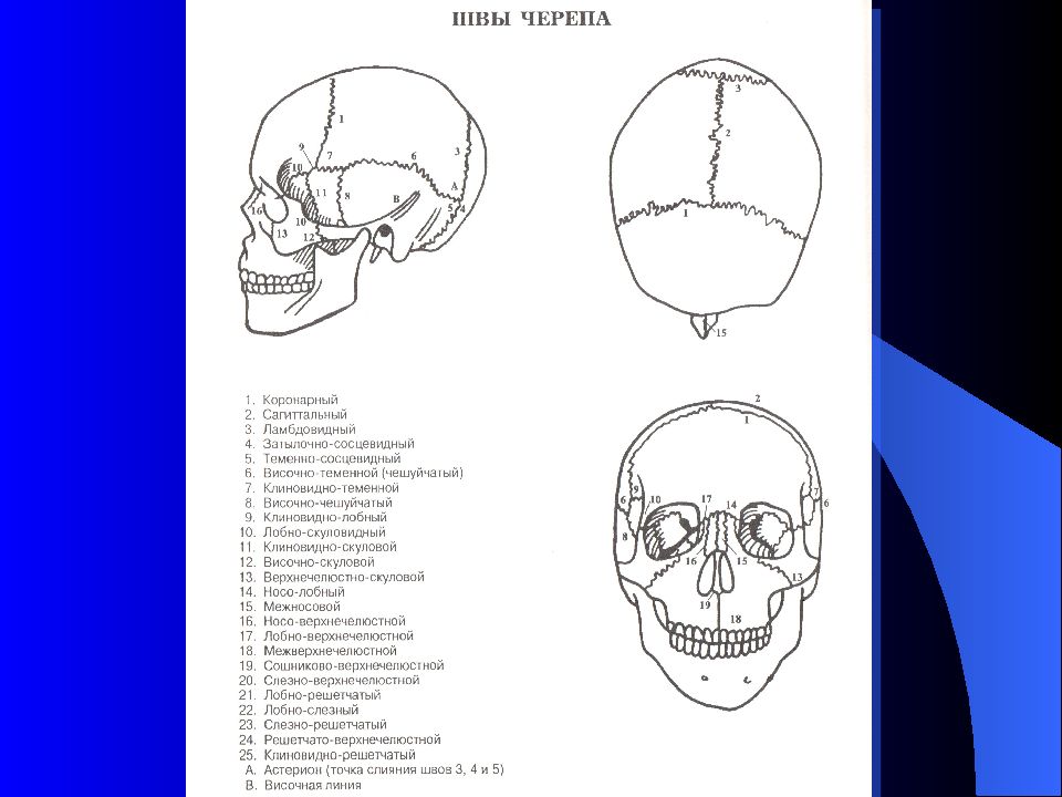 Швы черепа. Швы черепа вид сбоку. Строение черепа швы. Межкостные швы костей черепа. Венечный Сагиттальный и ламбдовидный швы.