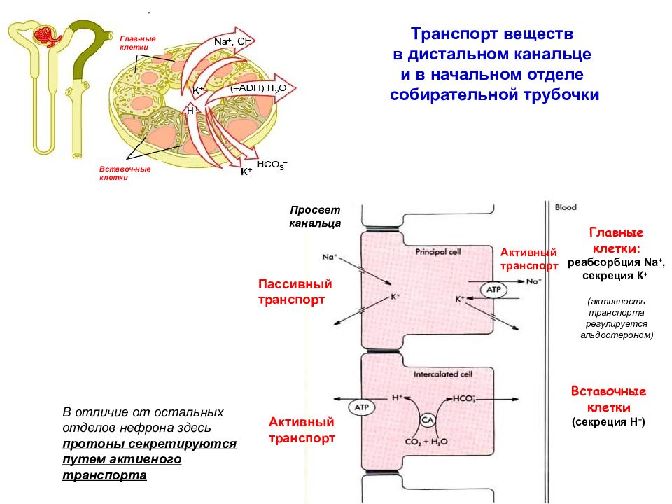 Транспорт веществ физиология. Клетки дистальных канальцев почки. Транспорт в дистальном канальце. Дистальных канальцах и собирательных трубочках. Дистальных канальцев и собирательных трубочек..