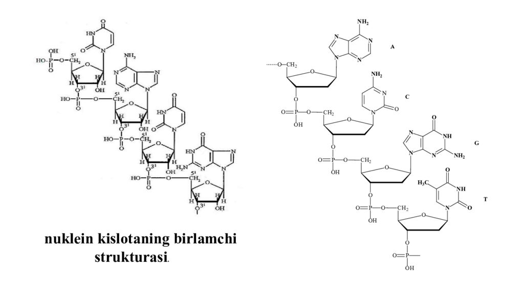 DNK ning tuzilishi va DNK replikatsiyasi DNK ning tuzilishi va DNK replikatsiyasi