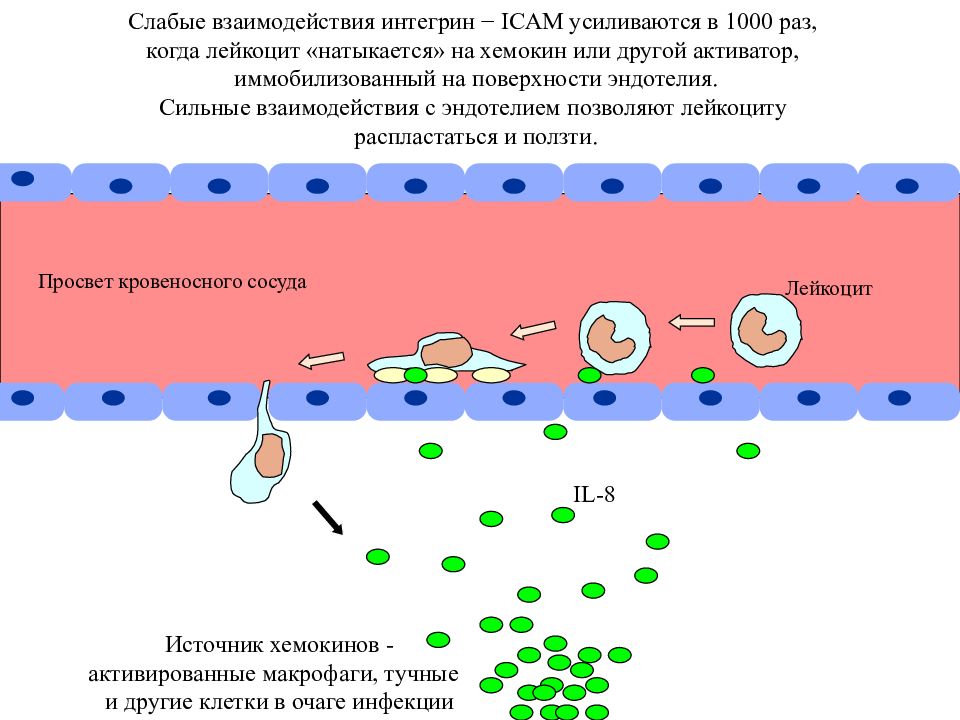 Хемотаксис это. Хемотаксис и активация лейкоцитов. Стадии хемотаксиса лейкоцитов. Хемотаксис лейкоцитов механизм. Хемотаксис это иммунология.