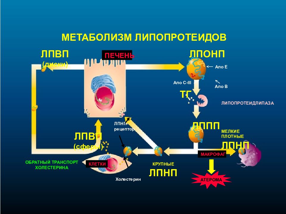 Обмен веществ холестерин