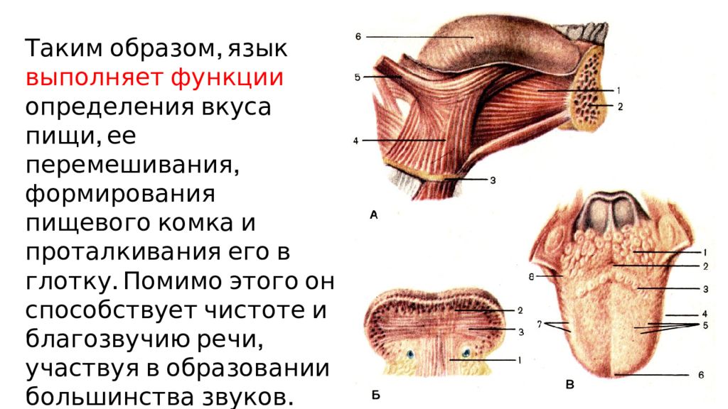 Анатомия органов речи. Вопросы по анатомии. Физиология пищеварения таблица анатомия. Презентация Общие вопросы анатомии и физиологии пищеварительной.