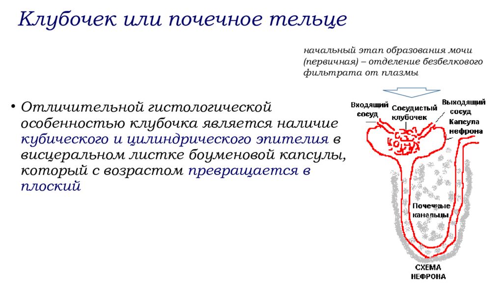 Анатомо физиологические особенности мочевыделительной системы у детей презентация