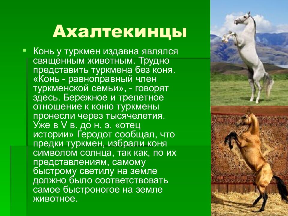 Ахалтекинцы