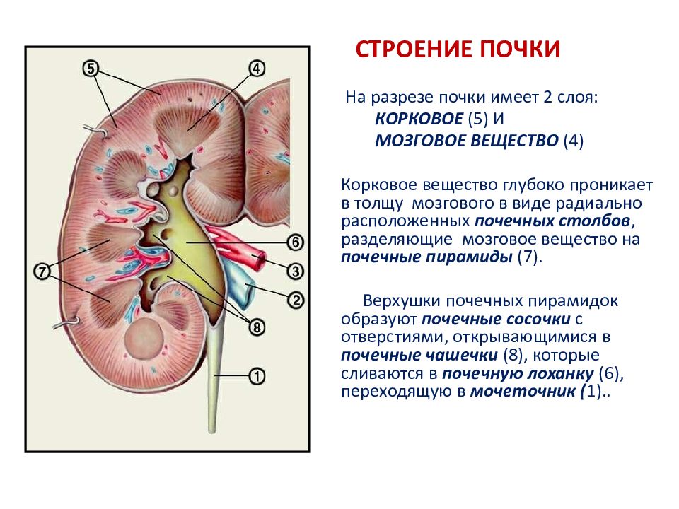 Рисунок почки человека с подписями