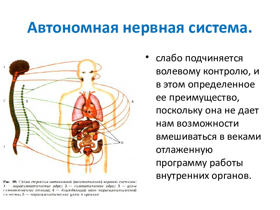 Автономная вегетативная нервная система презентация