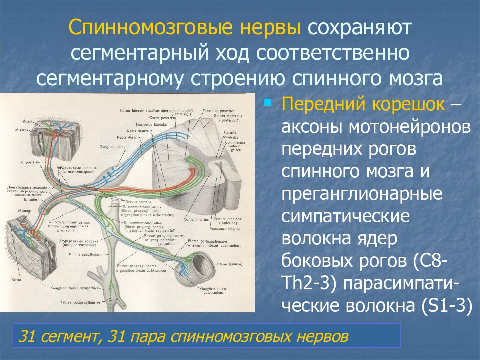 Строение спинномозгового нерва рисунок