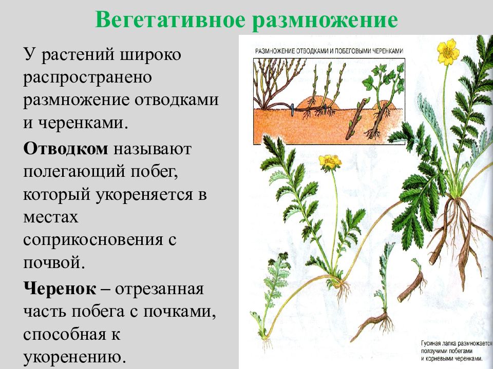 Схема вегетативного размножения