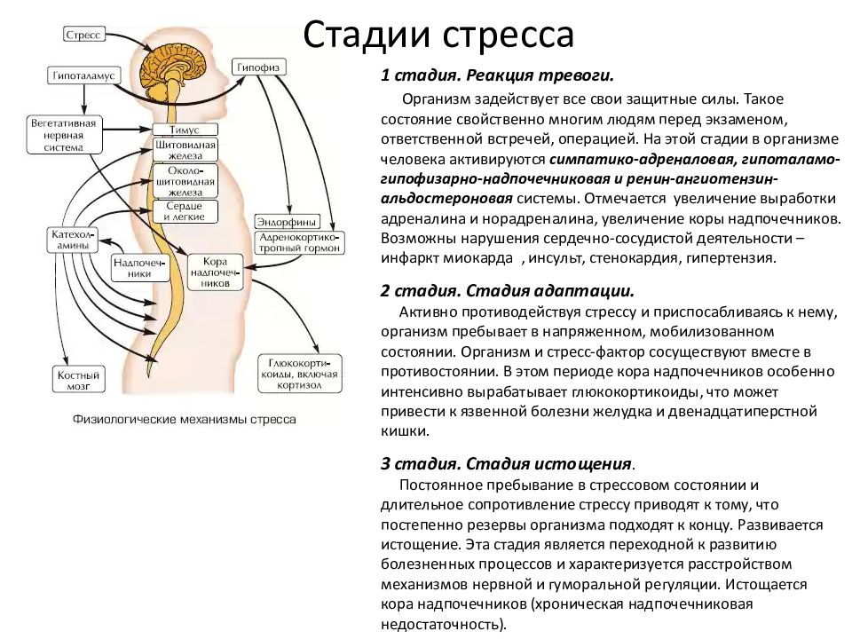 Стресс физиология презентация