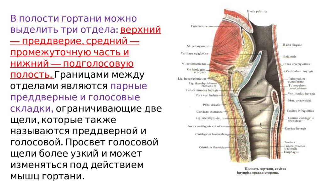 Полость гортани. Полость гортани анатомия строение. Подголосовая полость гортан. Строение стенки полости гортани. Строение гортани 3 отдела.