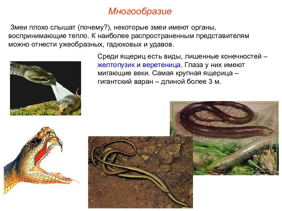Чем ящерицы отличаются от змей. Многообразие пресмыкающихся ящерицы. Класс пресмыкающиеся змеи. Презентация о змеях. Змеи представители пресмыкающихся.