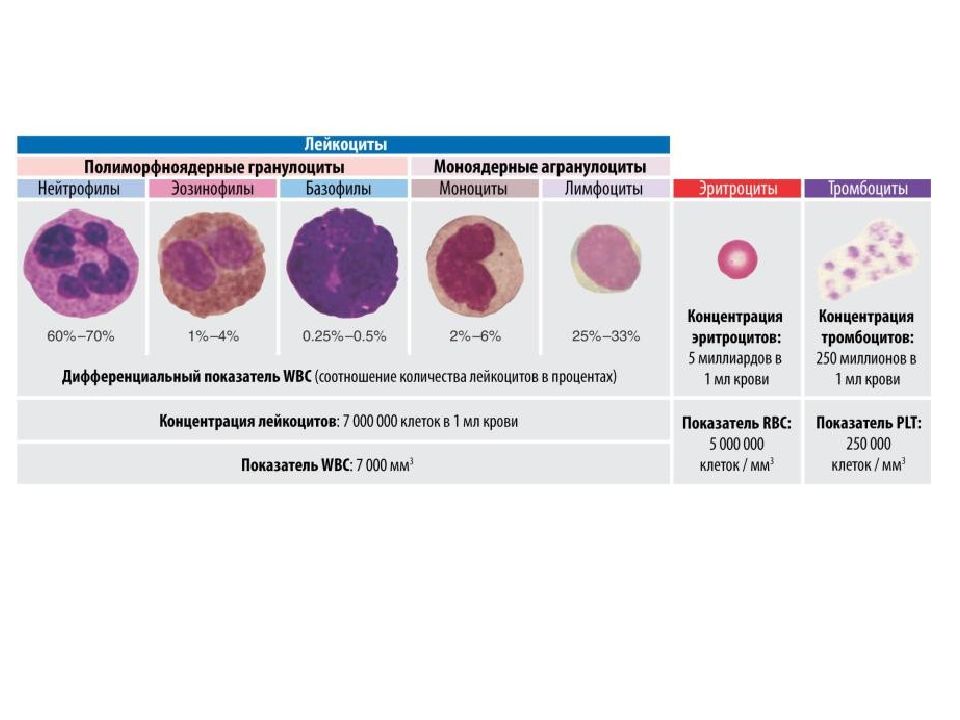 Виды лейкоцитов картинки