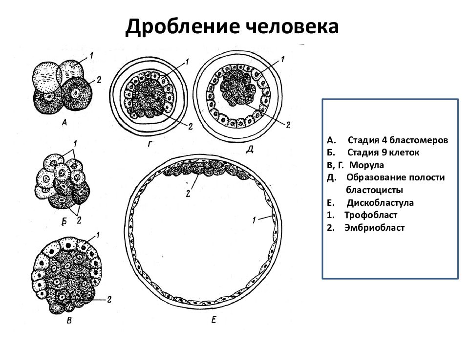 Дробление у млекопитающих. Дробление зиготы схема. Схема дробления зиготы млекопитающих. Зигота бластоциста схема. Схема дробления зиготы человека.