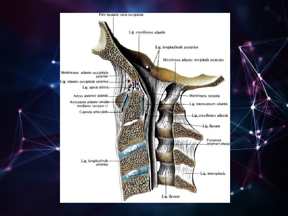 Соединения между затылочной костью. Связки и суставы шейных позвонков и затылочной кости вид изнутри. Атланто затылочный сустав анатомия. Соединение атлантозатылочный сустава. Суставы шейного отдела позвоночника анатомия.