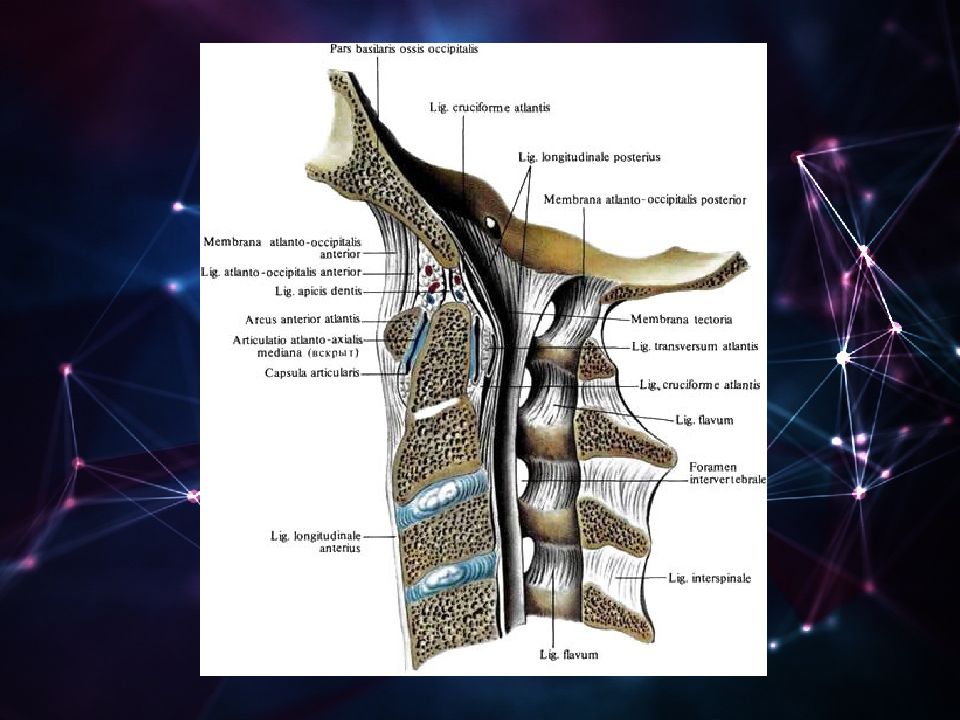 Связки позвоночного столба. Атлантоосевой сустав покровная мембрана. Связки и суставы шейных позвонков и затылочной кости вид изнутри. Срединный атлантоосевой сустав латынь. Суставы шейного отдела позвоночника анатомия.
