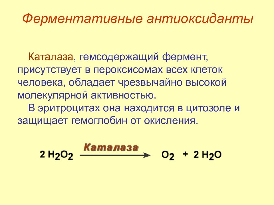 Каталаза фермент строение. Фермент каталаза где содержится. Каталаза функции. Каталаза реакция.