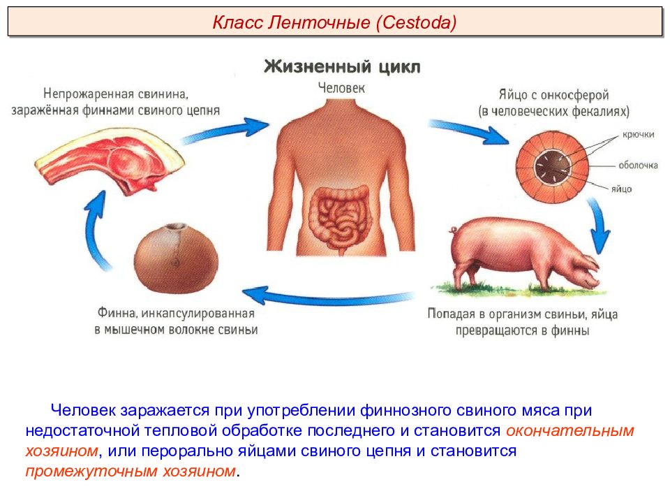 Презентация плоские черви пименов