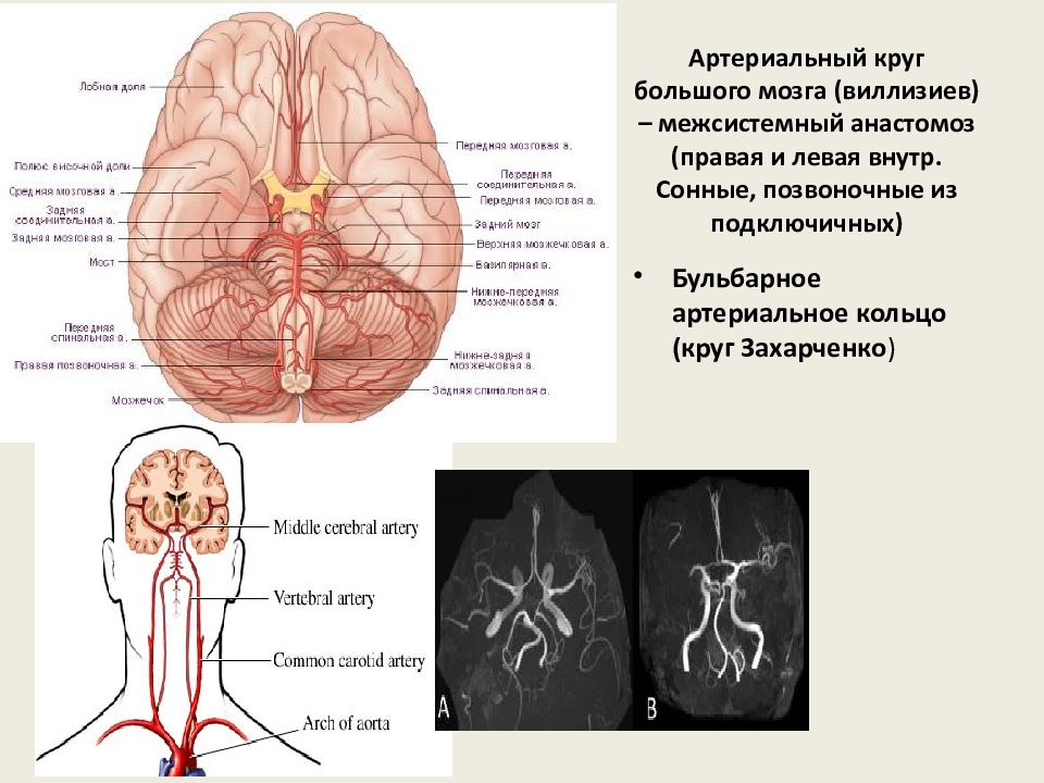 Мозгом круга