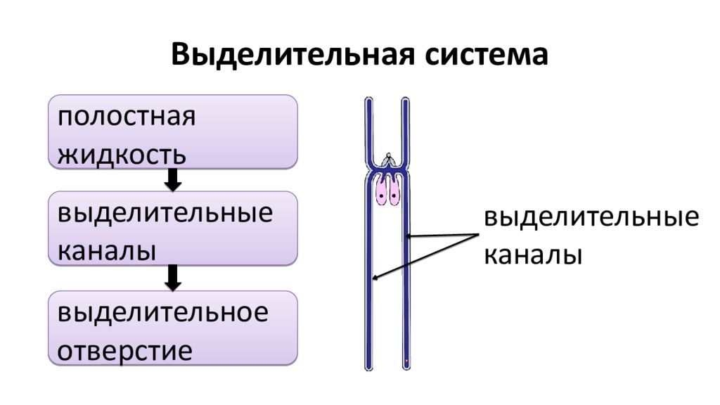 Круглые черви выделительная система. Выделительная система система круглых червей. Выделительная система аскариды человеческой. Выделительная система круглых червей схема. Выделительная система круглых червей рисунок.