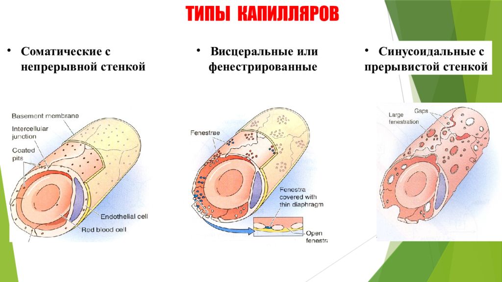 В составе стенки капилляра соматического типа определяются