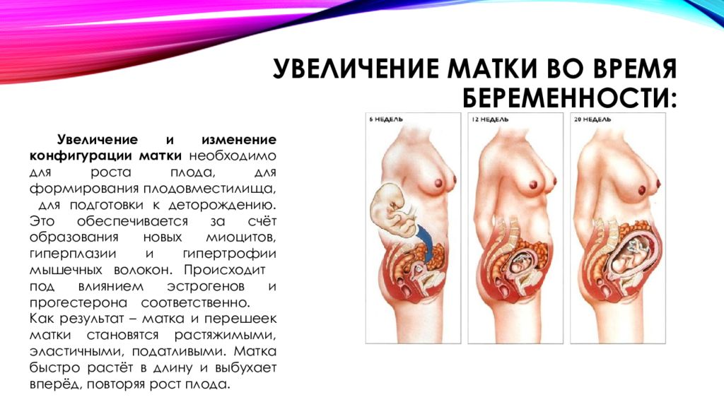 Как должна выглядеть матка