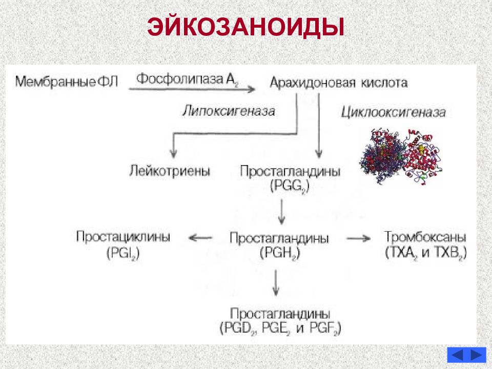 Тиреоидные гормоны презентация