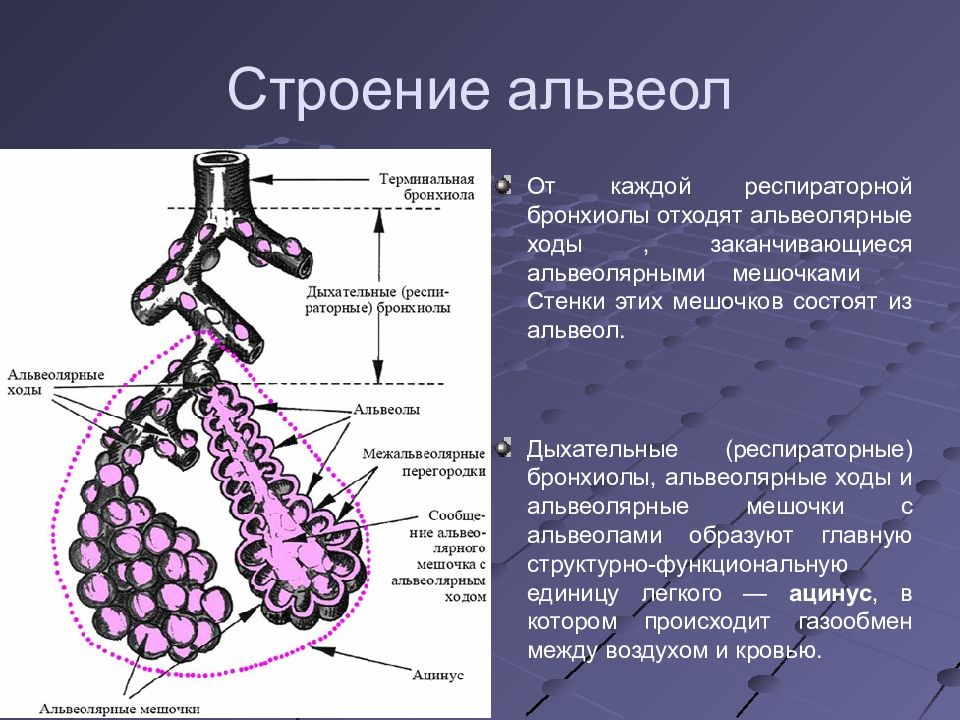 Схема строения ацинуса